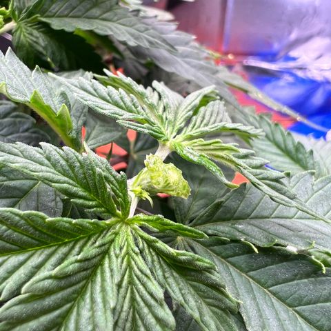 MaCheese FM growlog timeline photo