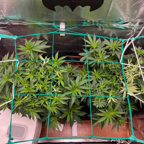 MaCheese AN growlog timeline photo