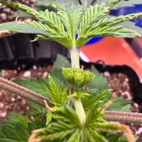 MaCheese FM growlog photo: Poda FIM