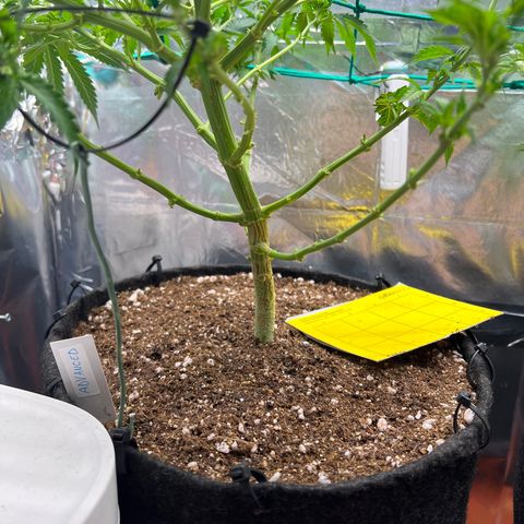 MaCheese AN growlog timeline photo