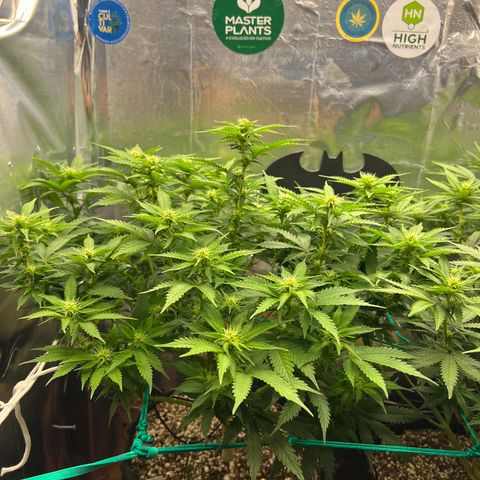 MaCheese AN growlog timeline photo