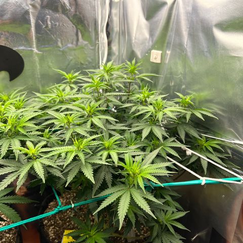 MaCheese FM growlog timeline photo