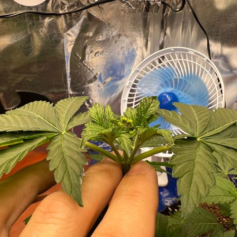 MaCheese AN growlog timeline photo