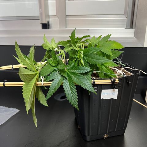 MaCheese AN growlog timeline photo
