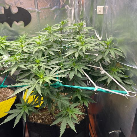MaCheese FM growlog timeline photo