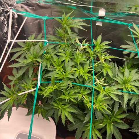 MaCheese AN growlog timeline photo