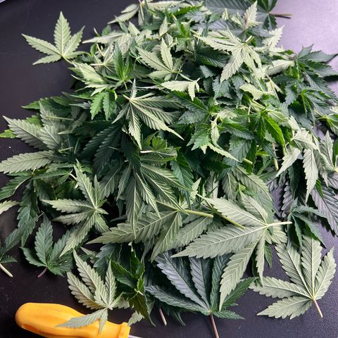 MaCheese AN growlog timeline photo