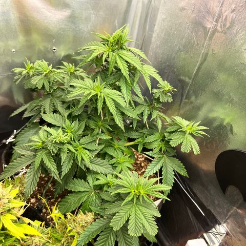 MaCheese FM growlog timeline photo
