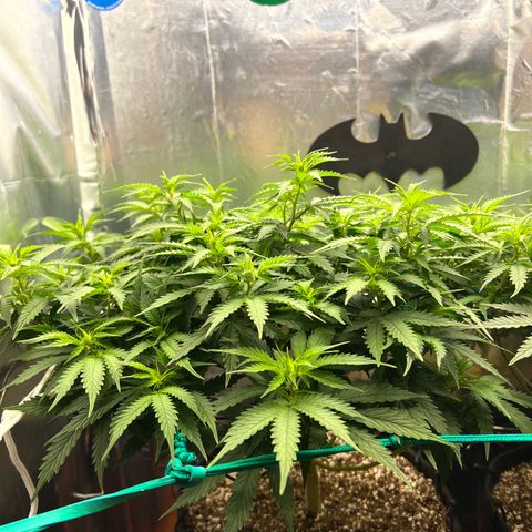 MaCheese AN growlog timeline photo