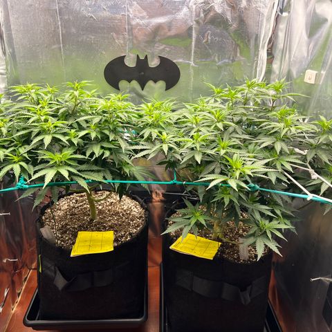 MaCheese FM growlog timeline photo