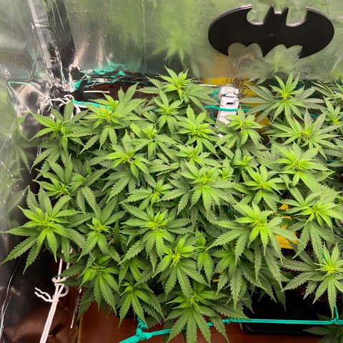 MaCheese AN growlog timeline photo