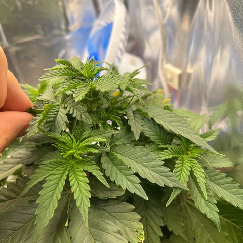 MaCheese FM growlog timeline photo