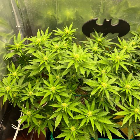 MaCheese AN growlog timeline photo