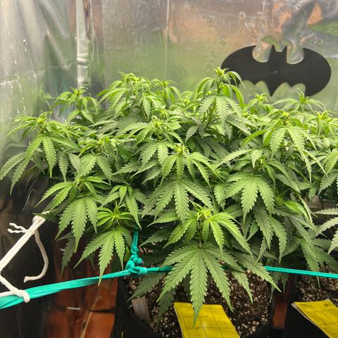 MaCheese AN growlog timeline photo