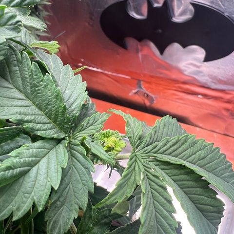 MaCheese AN growlog timeline photo