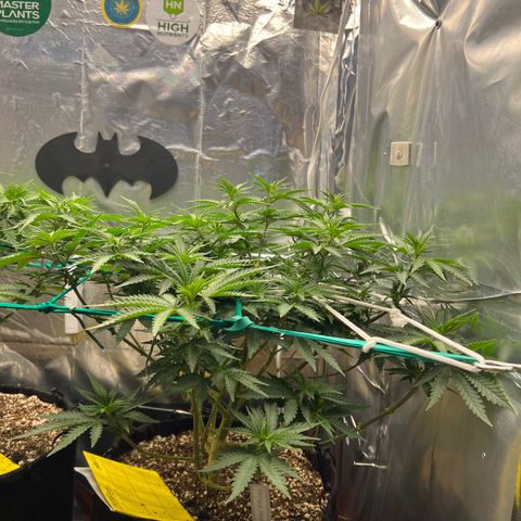 MaCheese FM growlog timeline photo