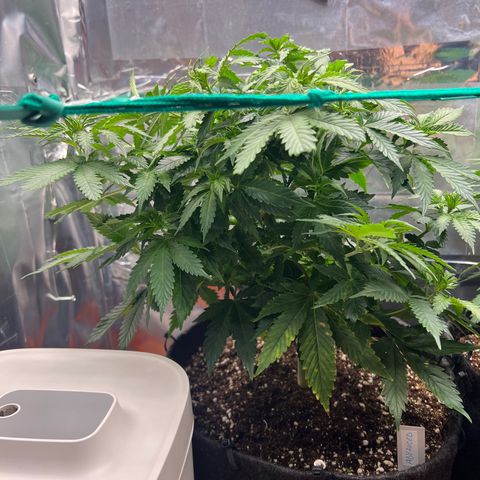 MaCheese AN growlog timeline photo