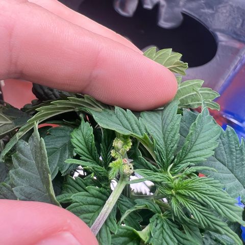 MaCheese AN growlog timeline photo