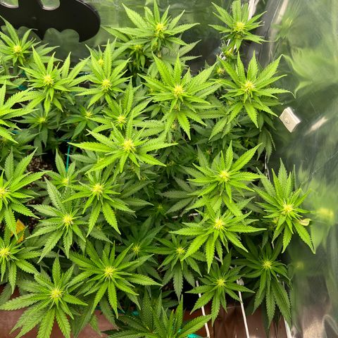 MaCheese FM growlog timeline photo