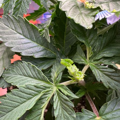 MaCheese FM growlog timeline photo