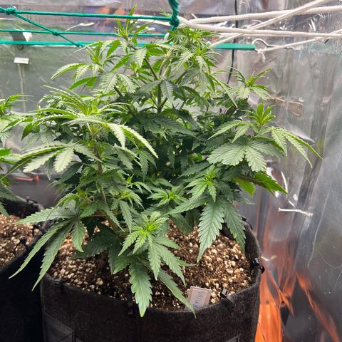 MaCheese FM growlog timeline photo