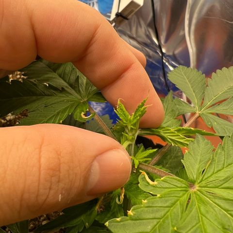 MaCheese FM growlog photo: Poda FIM