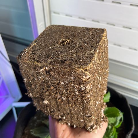 MaCheese FM growlog timeline photo