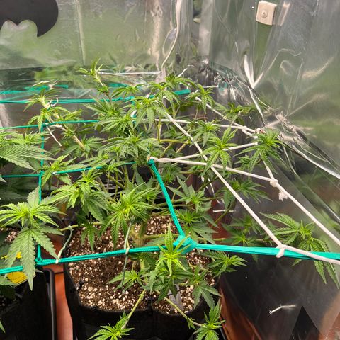 MaCheese FM growlog timeline photo