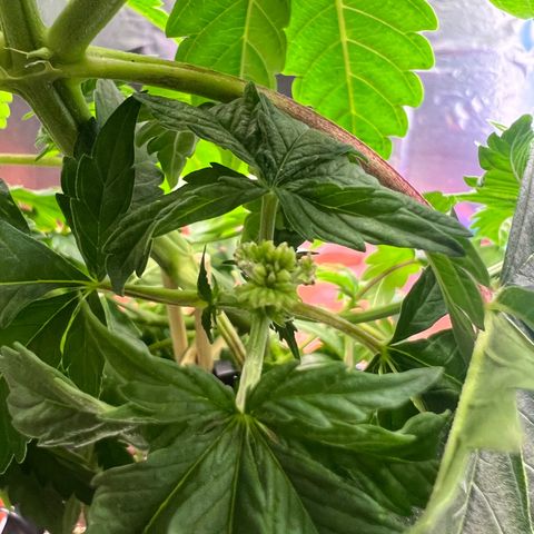 MaCheese AN growlog timeline photo