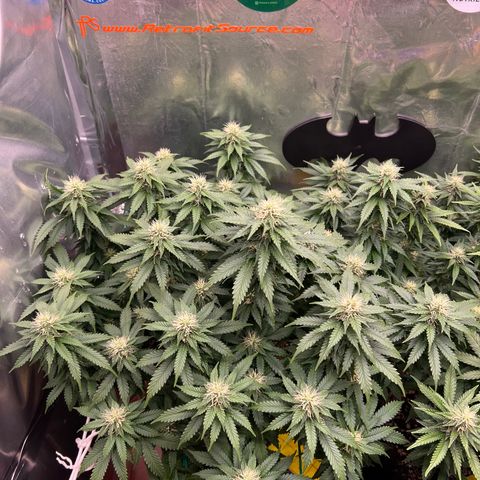 MaCheese AN growlog timeline photo