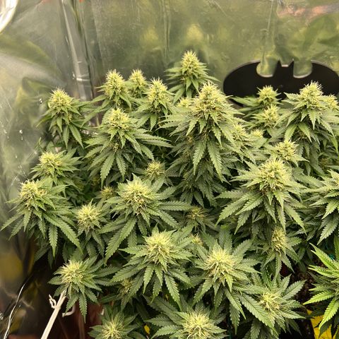 MaCheese AN growlog timeline photo
