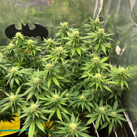 MaCheese FM growlog timeline photo