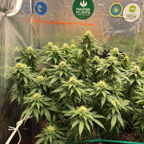 MaCheese AN growlog timeline photo