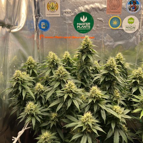 MaCheese AN growlog timeline photo