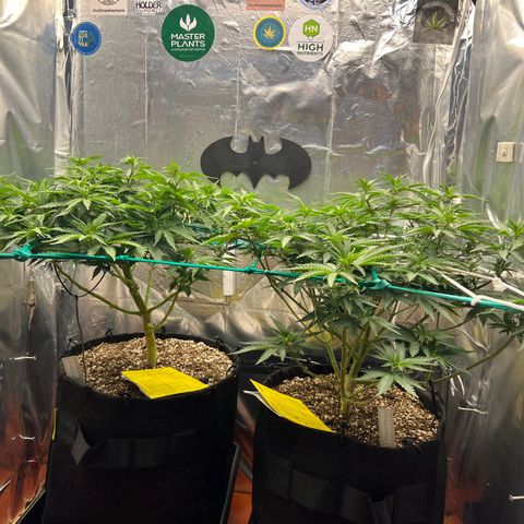 MaCheese AN growlog timeline photo