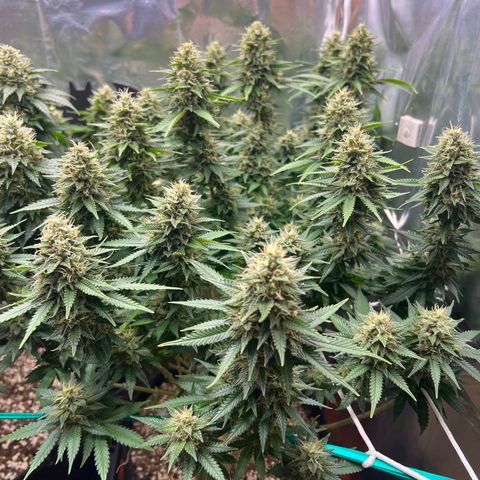MaCheese FM growlog timeline photo