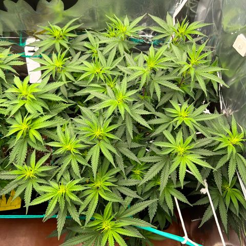 MaCheese FM growlog timeline photo