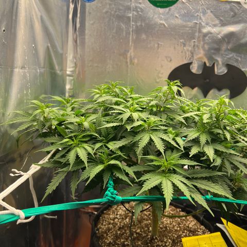 MaCheese AN growlog timeline photo