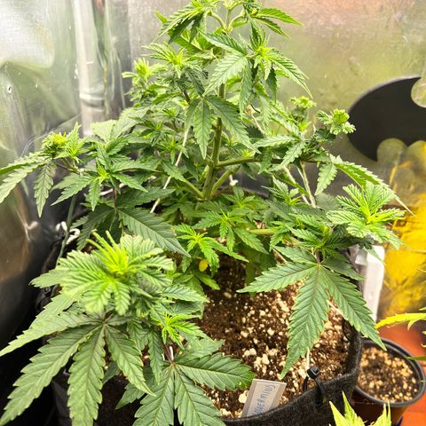MaCheese FM growlog timeline photo