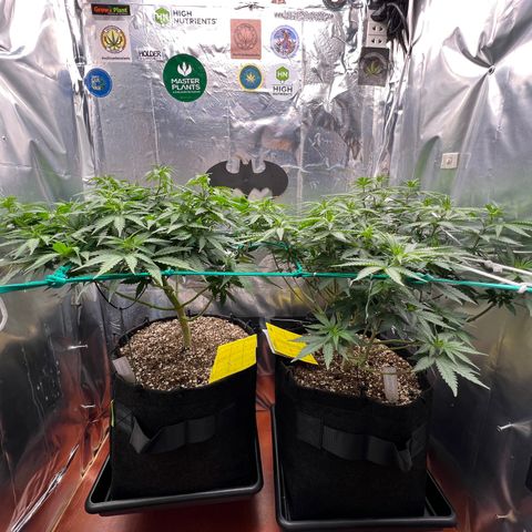 MaCheese FM growlog timeline photo