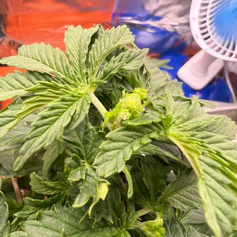 MaCheese FM growlog timeline photo