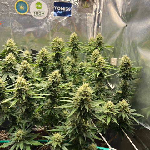MaCheese FM growlog timeline photo