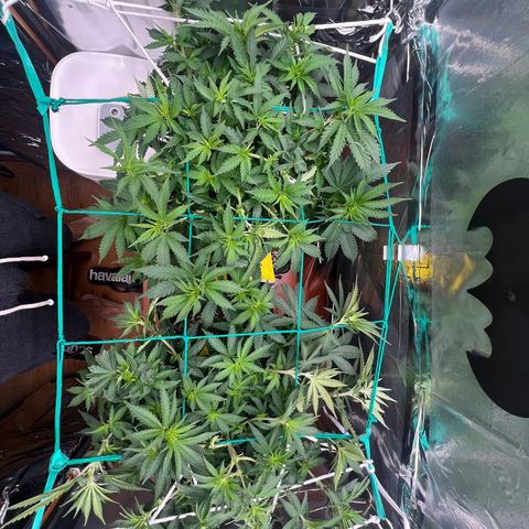 MaCheese AN growlog timeline photo