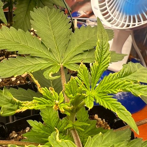 MaCheese FM growlog photo: Poda FIM