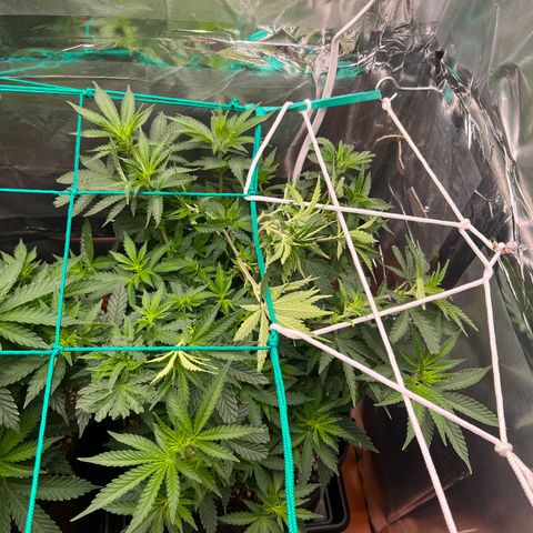 MaCheese FM growlog timeline photo