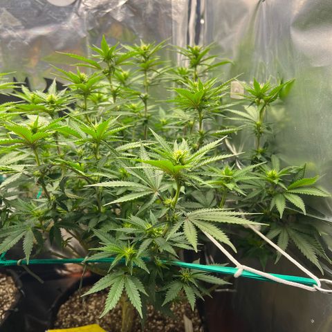 MaCheese FM growlog timeline photo