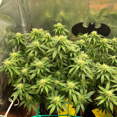 MaCheese AN growlog timeline photo