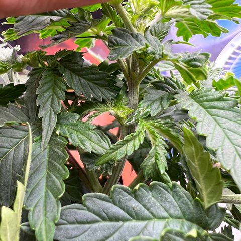 MaCheese FM growlog timeline photo