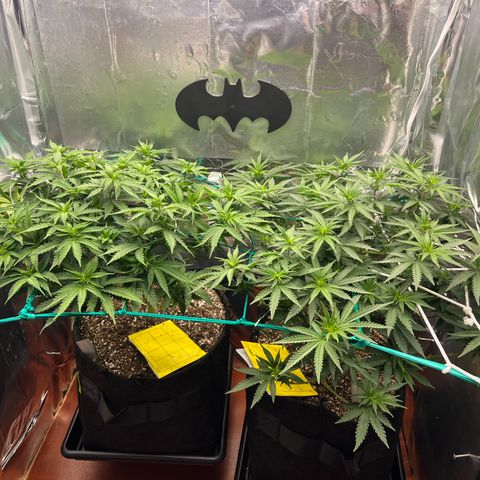 MaCheese FM growlog timeline photo