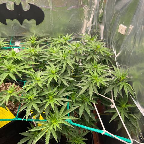 MaCheese FM growlog timeline photo